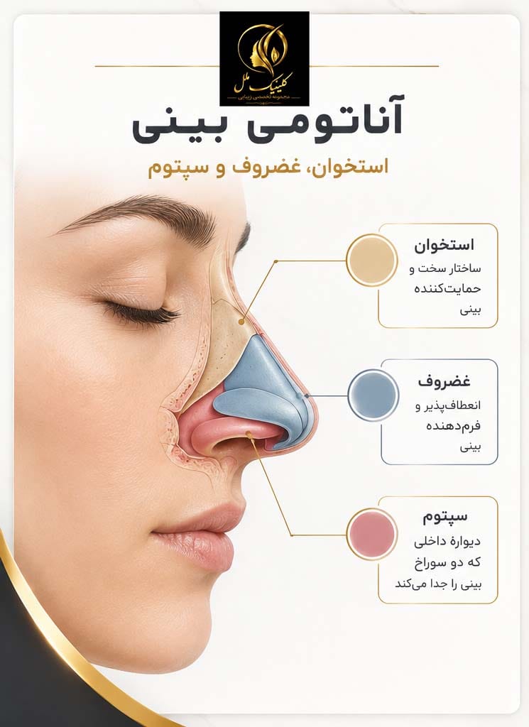 آناتومی بینی: استخوان، غضروف و سپتوم