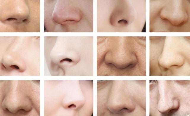 انواع پوست بینی