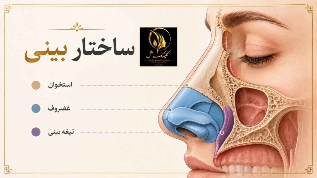 ساختار غضروف و استخوان بینی