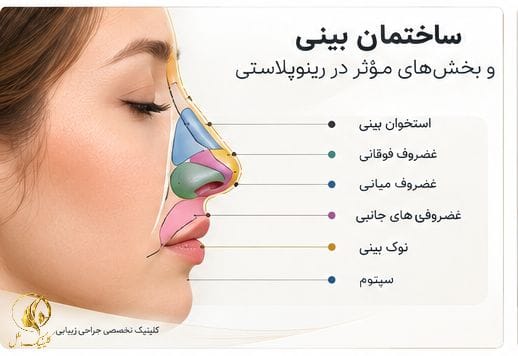 ساختمان بینی و بخش&zwnj;های مؤثر در رینوپلاستی