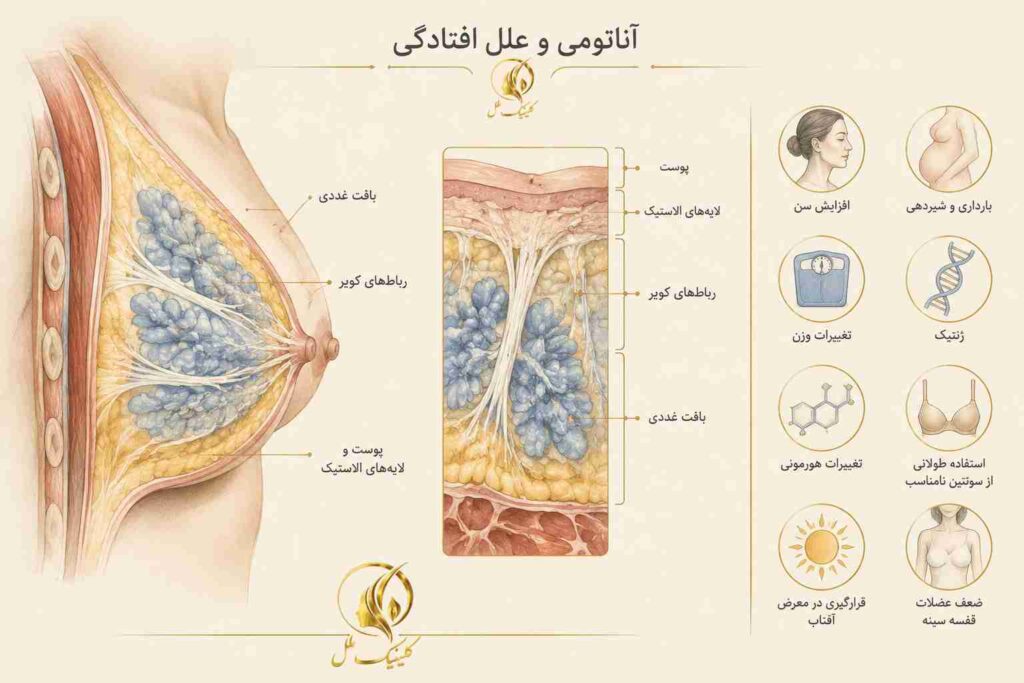 breast-lift02 آناتومی سینه و عوامل مؤثر بر افتادگی
