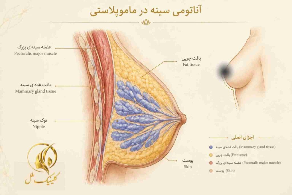 mammoplasty03 ساختمان سینه و بخشهای مؤثر در ماموپلاستی