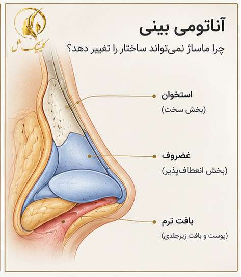 آناتومی بینی؛ چرا ماساژ نمی&zwnj;تواند ساختار را تغییر دهد