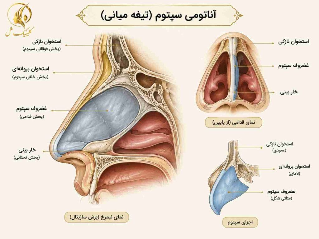 septorhinoplasty-2 آناتومی سپتوم و تیغه میانی بینی