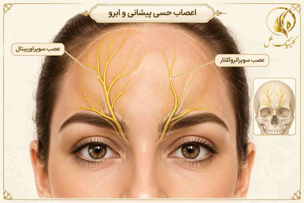 نمای آموزشی اعصاب حسی مهم در ناحیه پیشانی و ابرو
