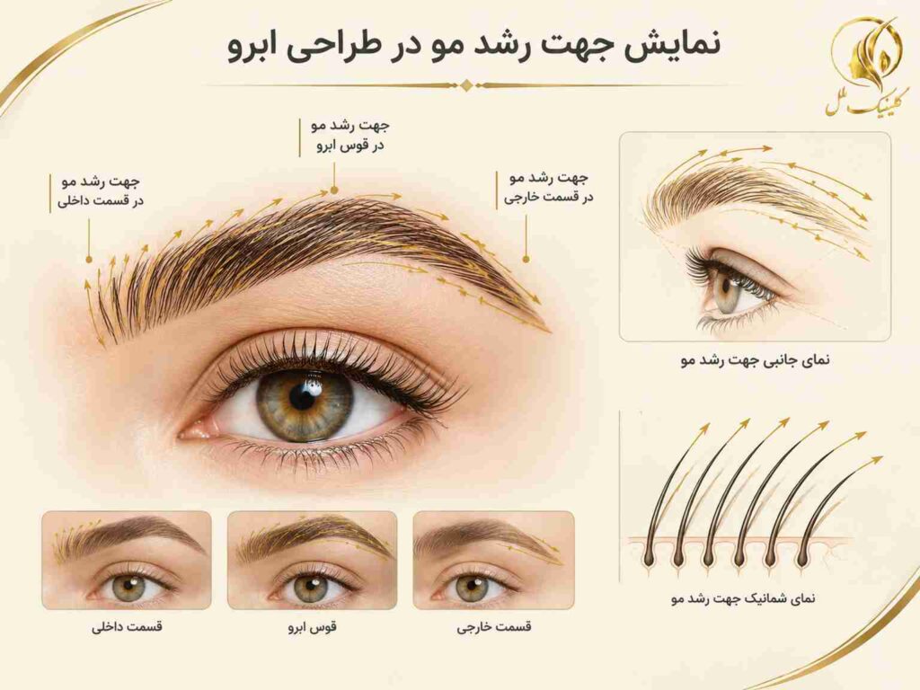 نمایش جهت رشد مو در طراحی ابرو