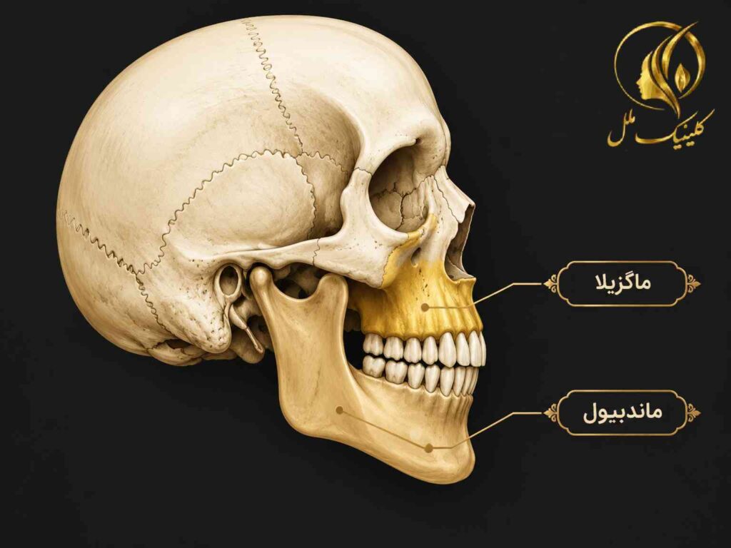 موقعیت ماگزیلا و ماندیبول در آناتومی فک